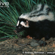 Illustration for article titled Monday Mustelid - Ictonyx striatus Edition